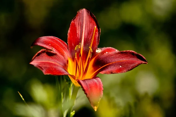 Beautiful Botanical Shot Natural Wallpaper — Stock Photo, Image