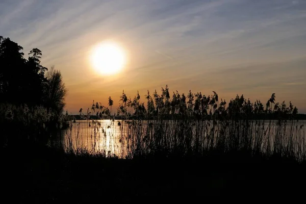 Reed Evening Sun — Stock Photo, Image