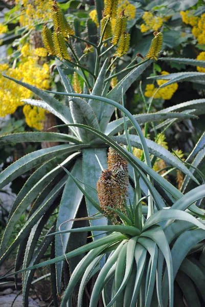 Kaktusy Botanické Zahrady — Stock fotografie