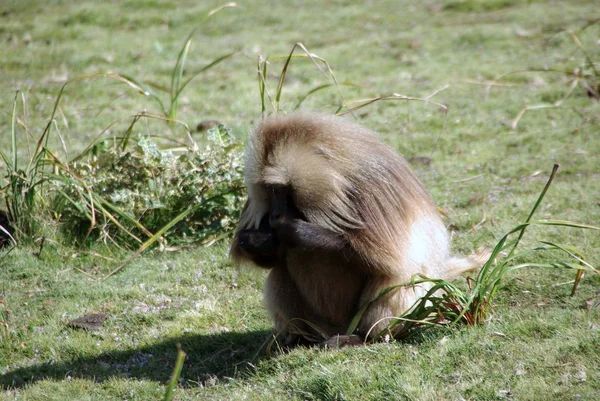 Temas Animales Mono Naturaleza — Foto de Stock