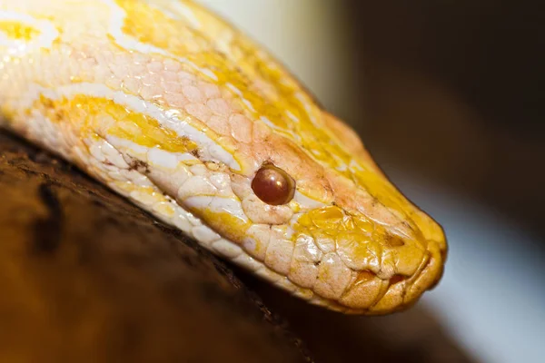 Blick Auf Majestätische Wilde Pythonschlange — Stockfoto