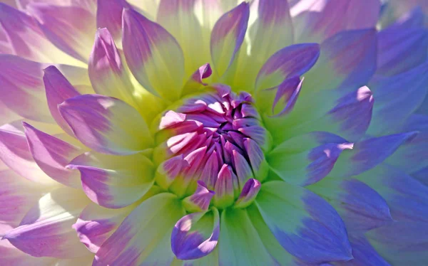 Вид Крупним Планом Красива Квітуча Далія — стокове фото