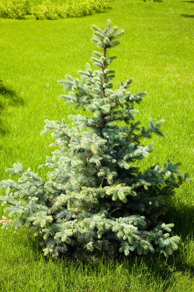 Fir Azul Gramado Grama Sanatório Perto Nvosibirsk — Fotografia de Stock