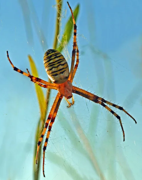 恐ろしいクモ昆虫の生き物 — ストック写真