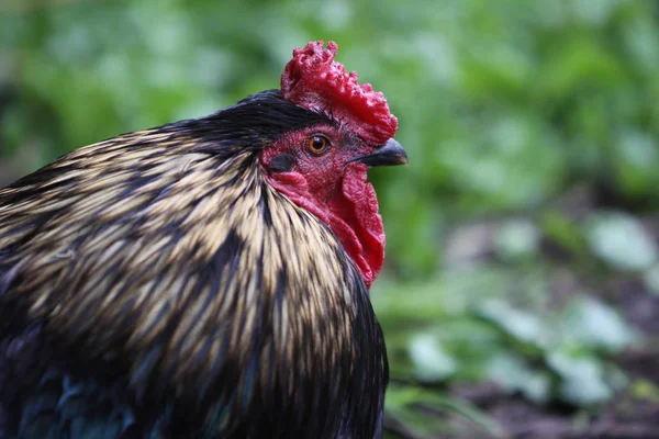 Festői Kilátás Gyönyörű Madár Természetben — Stock Fotó