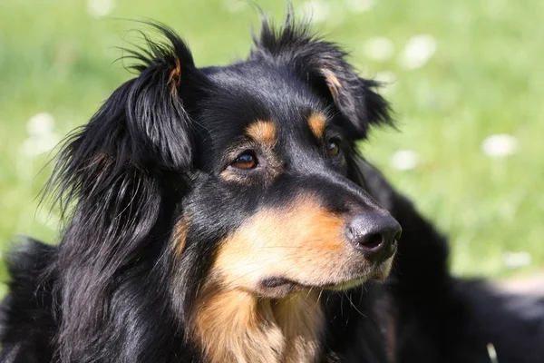黒褐色のモングレル犬 — ストック写真