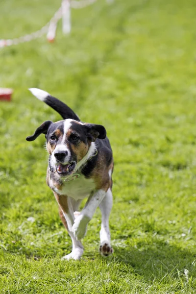 Rennender Hund Beim Sport — Stockfoto