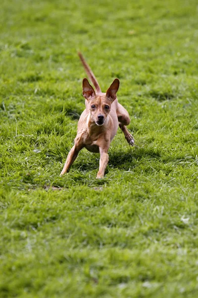 Rennender Hund Beim Sport — Stockfoto