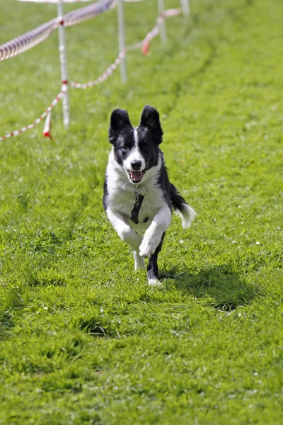 Rennender Hund Beim Sport — Stockfoto