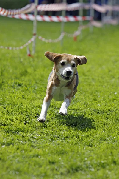 Rennender Hund Sport — Stockfoto