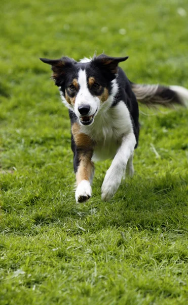 Rennender Köpek Sporda — Stok fotoğraf