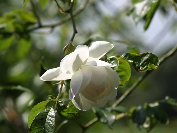 Vackra Blommor Blommigt Koncept Bakgrund — Stockfoto