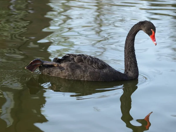 Malerischer Blick Auf Majestätische Schwäne Der Natur — Stockfoto