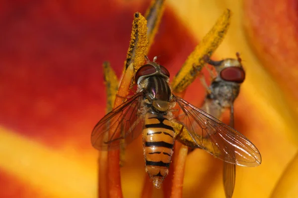 Hoverfly Oberlungwitz Teki Bir Zambakta Polen Tozu Topluyor — Stok fotoğraf