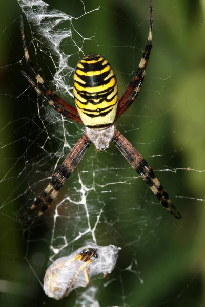 クモを捕まえろネットワークで獲物を捕まえろ — ストック写真