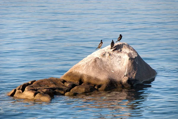 サルデーニャ島のラ マダレナ島の岩の上に3匹の鵜 — ストック写真