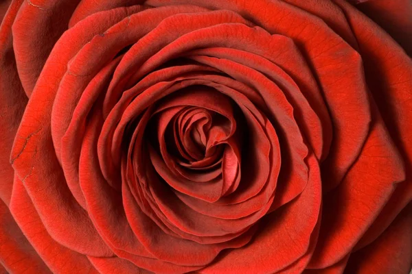 Perto Centro Uma Flor Rosa Vermelha Profunda Com Profundidade Rasa — Fotografia de Stock