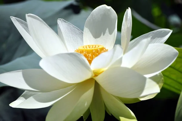 Lotus Flower Pond Plant — Stock Photo, Image