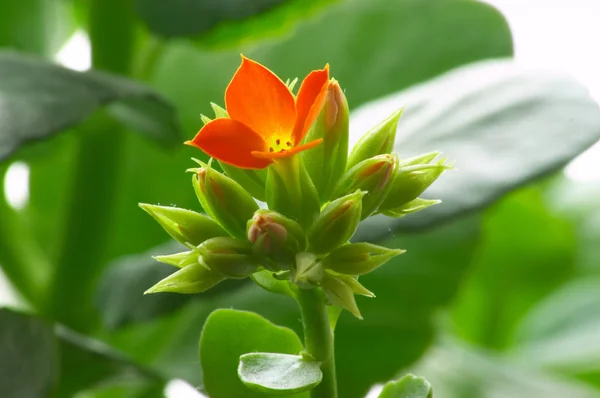 Vörös Kalanchoe Virága — Stock Fotó