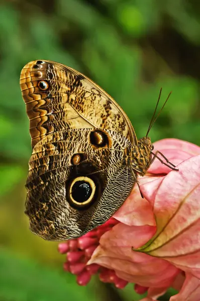 Closeup View Beautiful Colorful Butterfly — Stock Photo, Image