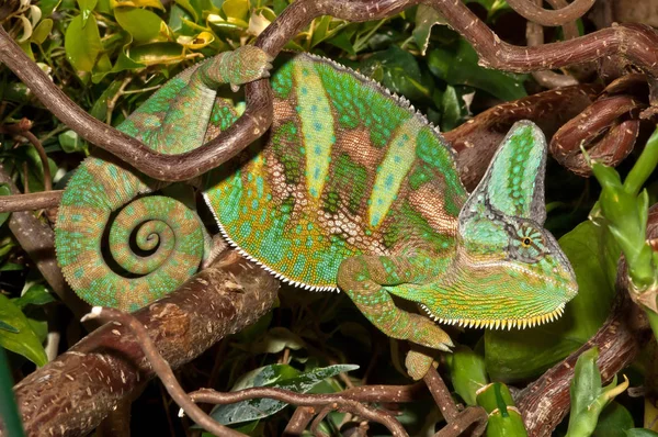 Reptil Lagarto Exótico Camaleón — Foto de Stock