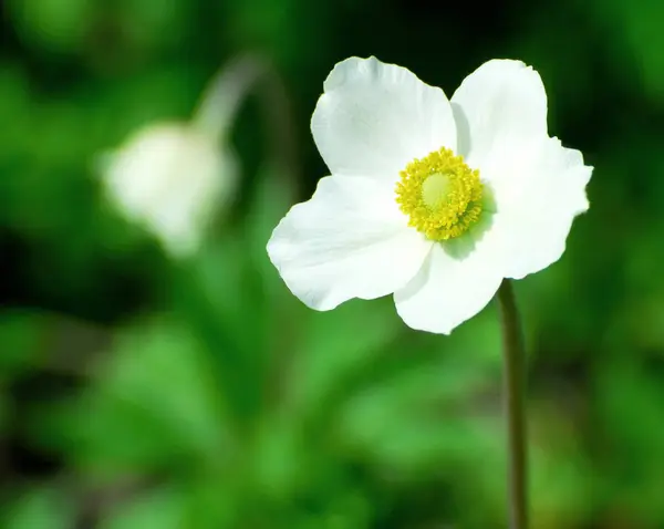 Piękne Kwitnące Kwiaty Tło Natury — Zdjęcie stockowe