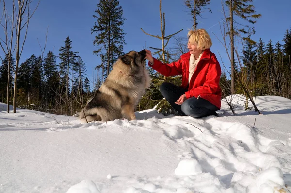 Жінка Грає Собакою Снігу Зимове Сонце — стокове фото