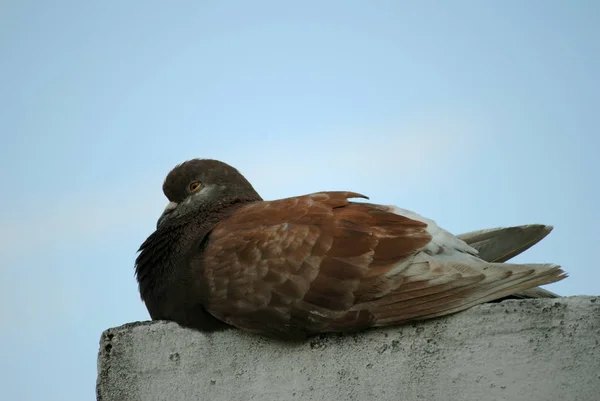 Aussichtsreiche Aussicht Auf Schöne Vögel Der Natur — Stockfoto