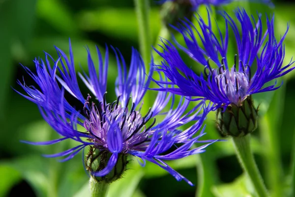 Scenic View Beautiful Blooming Cornflower — Stock Photo, Image