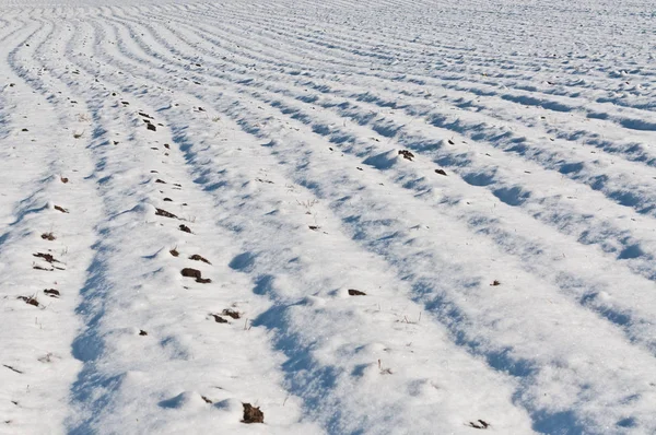 Een Boerderij Veld Staat Bedekt Met Verse Sneeuw Winter — Stockfoto