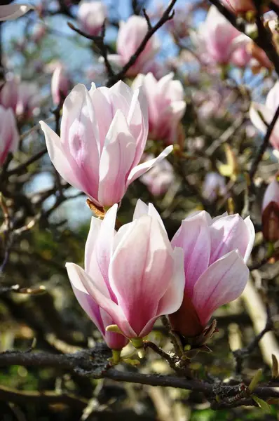 Fleurs Magnolia Pétales Fleurissent Flore Printanière — Photo