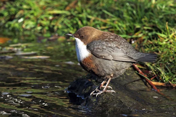 Närbild Söt Dipper Fågel — Stockfoto