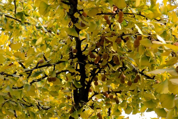 Listoví Stromu Ginkgo — Stock fotografie