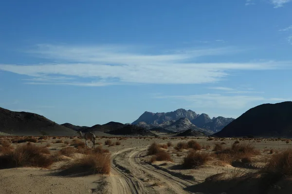 Vista Panorámica Naturaleza Desierto Del Sahara —  Fotos de Stock