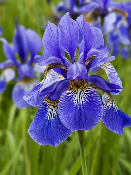 Vista Panoramica Bellissimo Fiore Iris — Foto Stock