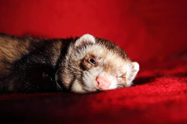 Furet Adorable Rongeur — Photo