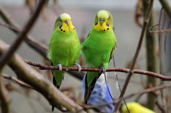 Verliebtes Budgie Pair Tierpark Sababurg — Stock Photo, Image