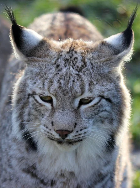 Luchs Tierpark Sababurg — Stok fotoğraf