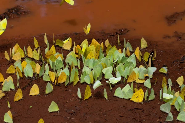 野生の自然界での虫の接近 — ストック写真