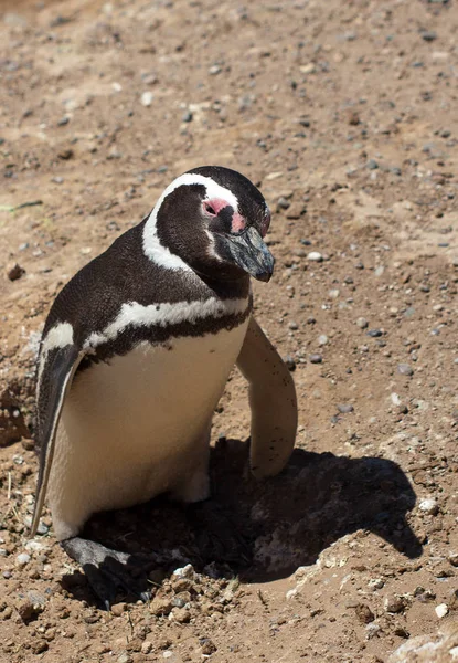 Söta Pingviner Den Vilda Naturen — Stockfoto