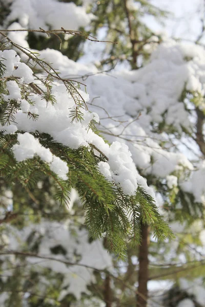 松の枝の雪 — ストック写真