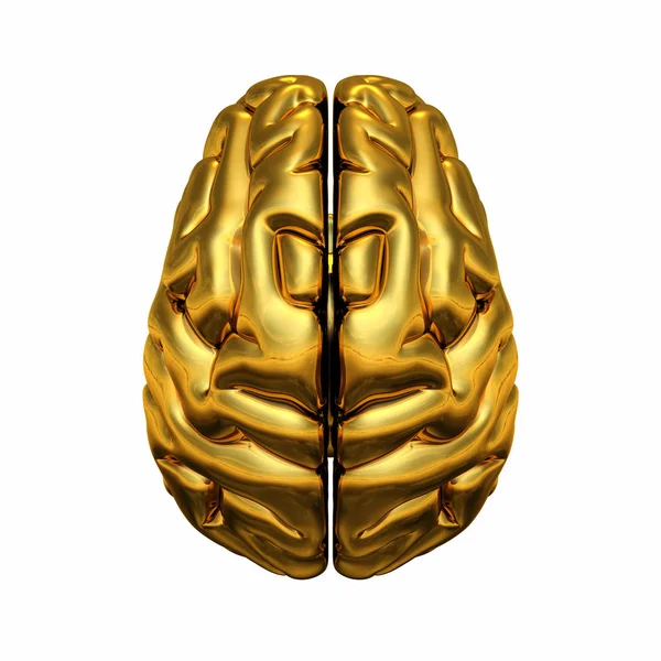 Altın Beyin Üst Görünüm — Stok fotoğraf