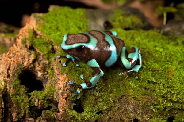 Rana Linda Terrario Dendrobates Auratus Envenenamiento Rana Oscura Selva Tropical —  Fotos de Stock