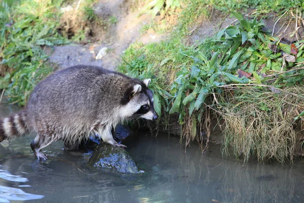 Raton Laveur Animal Faune Mammifère Famille Des Procyonidés — Photo