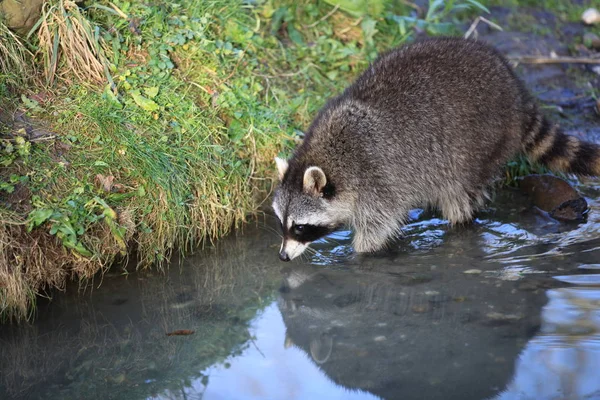 Raton Laveur Gros Plan — Photo