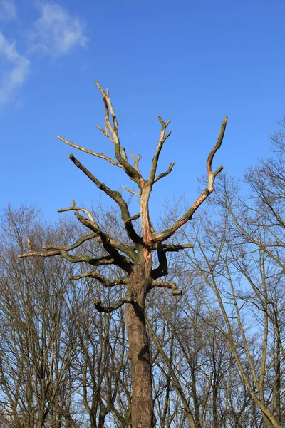 Schöne Aussicht Auf Die Natur — Stockfoto