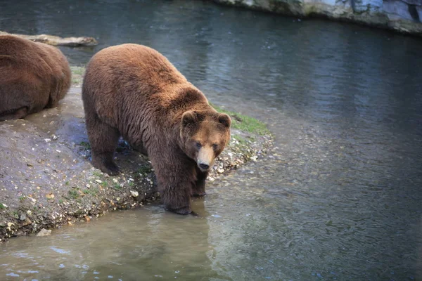 Urso Kodiak Close — Fotografia de Stock