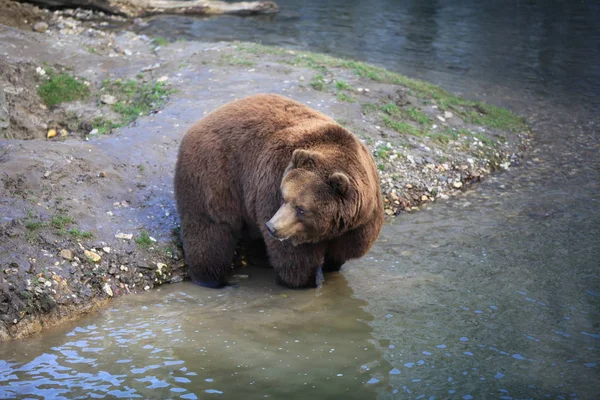 水中で熊を — ストック写真