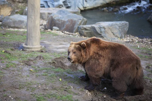 Urso Kodiak Close — Fotografia de Stock