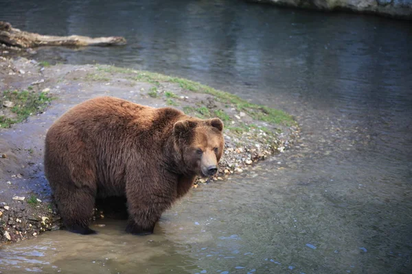 異なる動物に焦点を当て — ストック写真